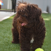 Synthetic Grass Eagleton Village, Tennessee Dog Running, Dogs Park