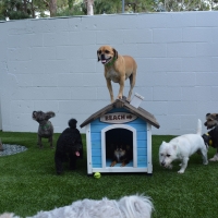 Synthetic Grass Gilt Edge, Tennessee Dog Pound, Dogs Park