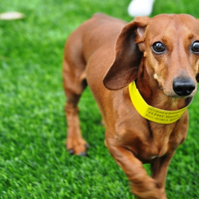 Artificial Turf Installation Knoxville, Tennessee Artificial Turf For Dogs, Dogs Runs