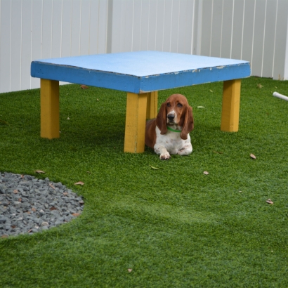 Best Artificial Grass Burlison, Tennessee Hotel For Dogs, Commercial Landscape