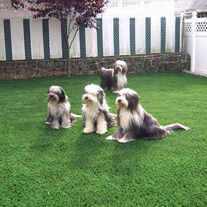 Grass Carpet Ashland City, Tennessee Indoor Dog Park, Backyard Ideas