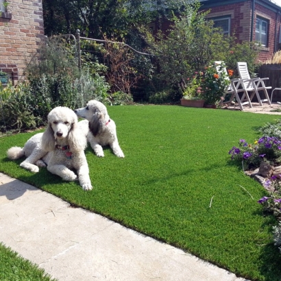 Grass Installation Bon Aqua Junction, Tennessee Dog Run, Front Yard Design