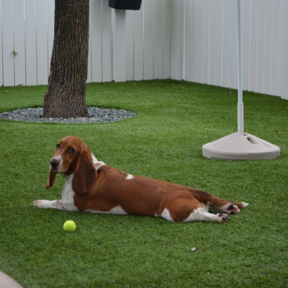 Plastic Grass Cumberland Gap, Tennessee Hotel For Dogs, Dogs Runs