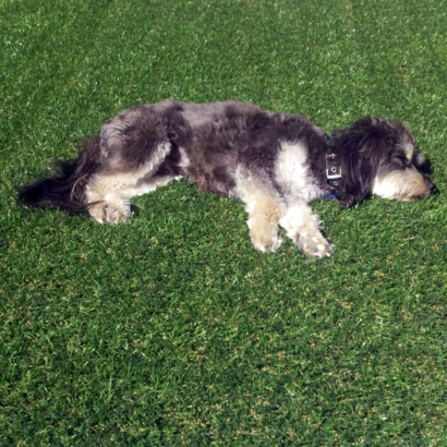 Synthetic Grass Cost Walnut Grove, Tennessee Gardeners, Dogs Runs