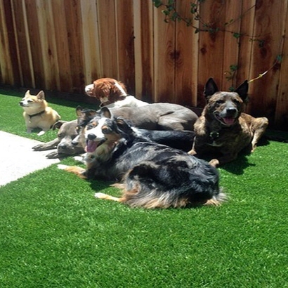 Synthetic Turf Grand Junction, Tennessee Garden Ideas, Dogs Runs
