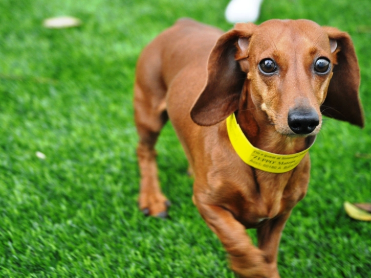 Artificial Turf Installation Knoxville, Tennessee Artificial Turf For Dogs, Dogs Runs