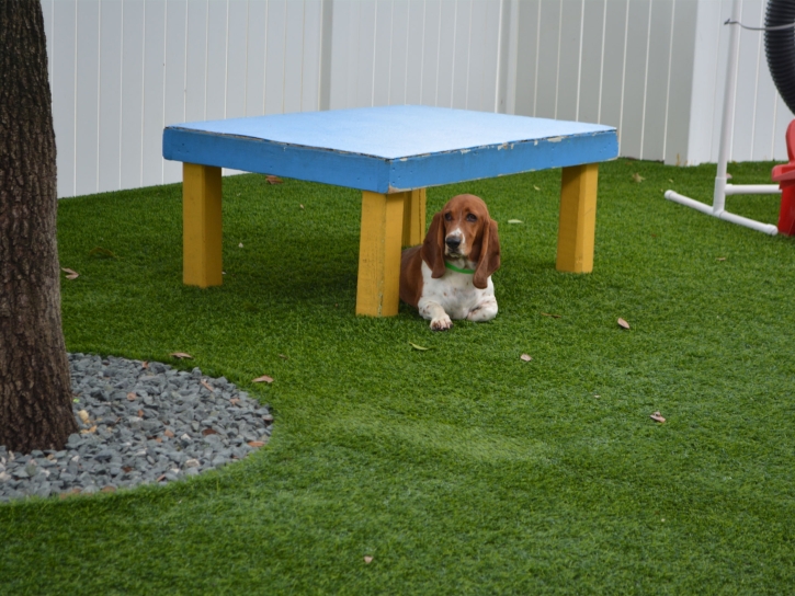 Best Artificial Grass Burlison, Tennessee Hotel For Dogs, Commercial Landscape