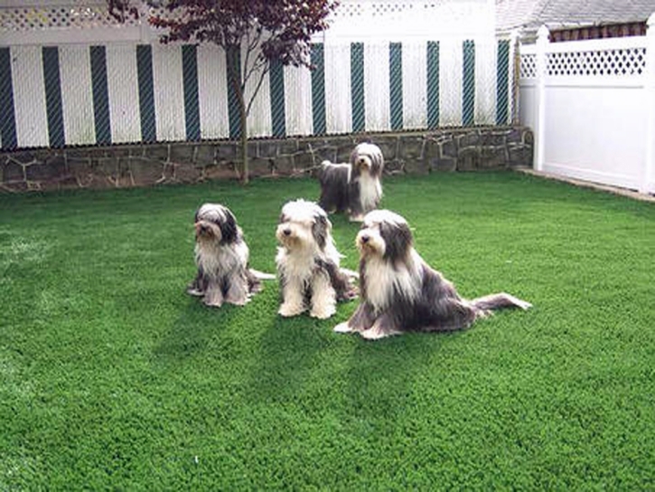 Grass Carpet Ashland City, Tennessee Indoor Dog Park, Backyard Ideas