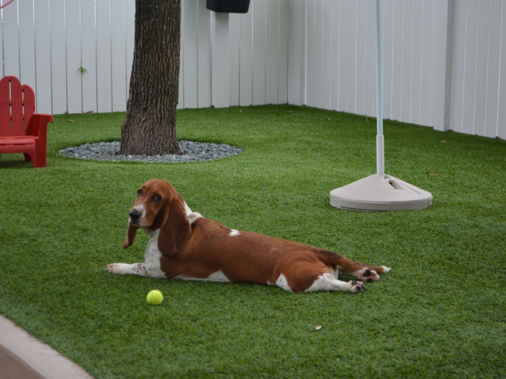 Plastic Grass Cumberland Gap, Tennessee Hotel For Dogs, Dogs Runs