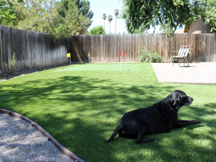 Plastic Grass Greenback, Tennessee Dog Parks, Backyard Designs