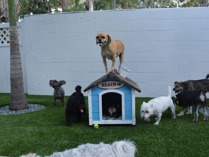 Synthetic Grass Gilt Edge, Tennessee Dog Pound, Dogs Park