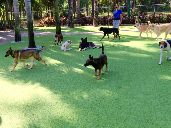 Synthetic Grass Sevierville, Tennessee Artificial Turf For Dogs, Grass for Dogs