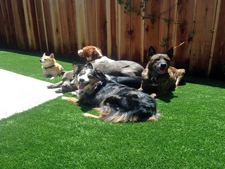 Synthetic Turf Grand Junction, Tennessee Garden Ideas, Dogs Runs